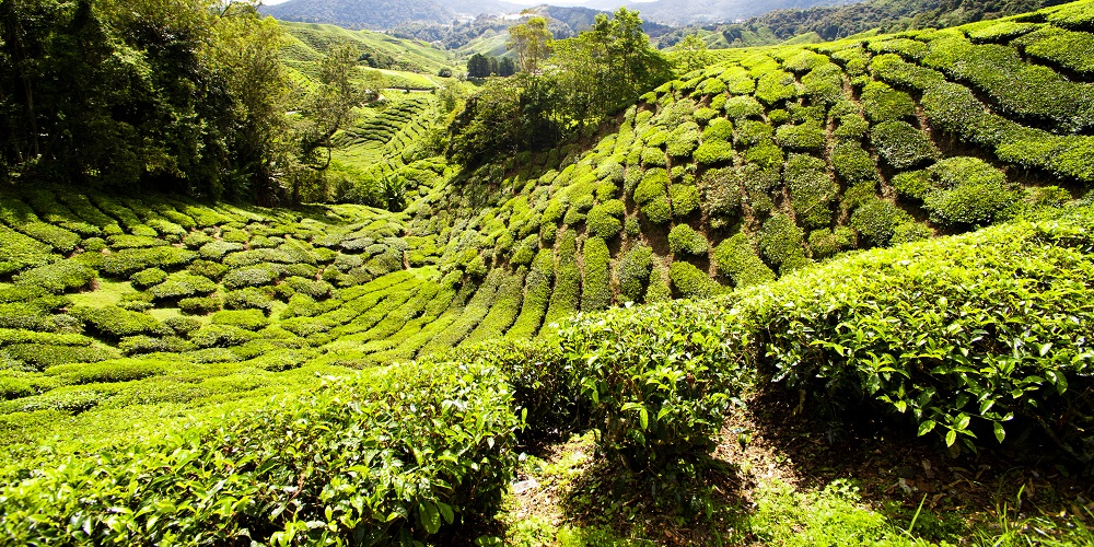 Tea Plantation in the Cameron Highlands, Malaysia, Southeast Asia